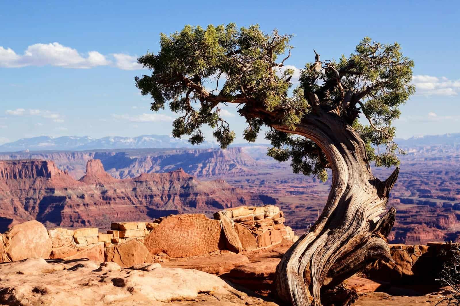 A striking tree stands against a vast Grand Canyon landscape under a clear blue sky. One of Earth's natural Wonders